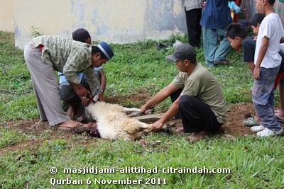 qurban 2011 citra indah